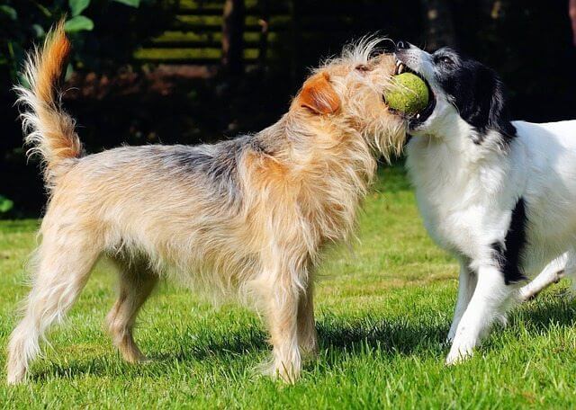 כלבים משחקים בכדור