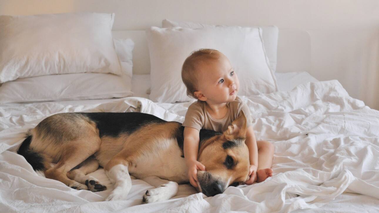 A baby and dog on a bed at twilight