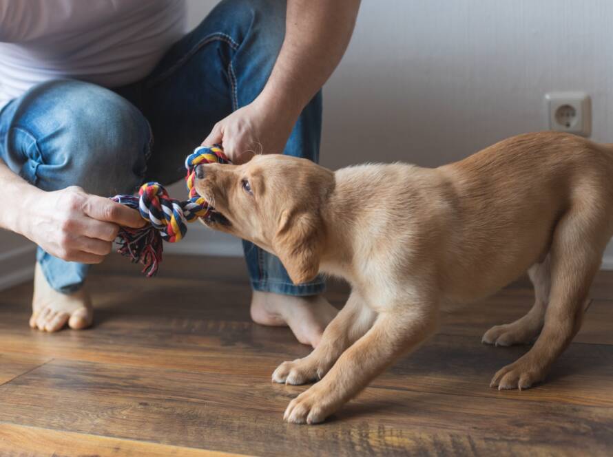 A young man is playing with his labrador retriever puppy at home with a colorful thread toy.