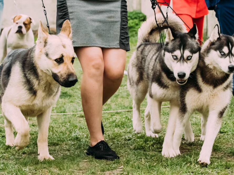 Alsatian Wolf Dog Or German Shepherd Dog And Two Husky Dog Runni