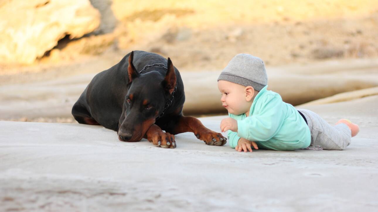 baby boy and big black dog doberman