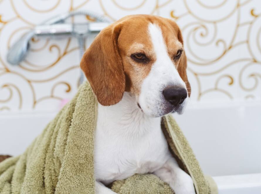 Beagle Dog Sitting in Bathtub Waiting to be Dried