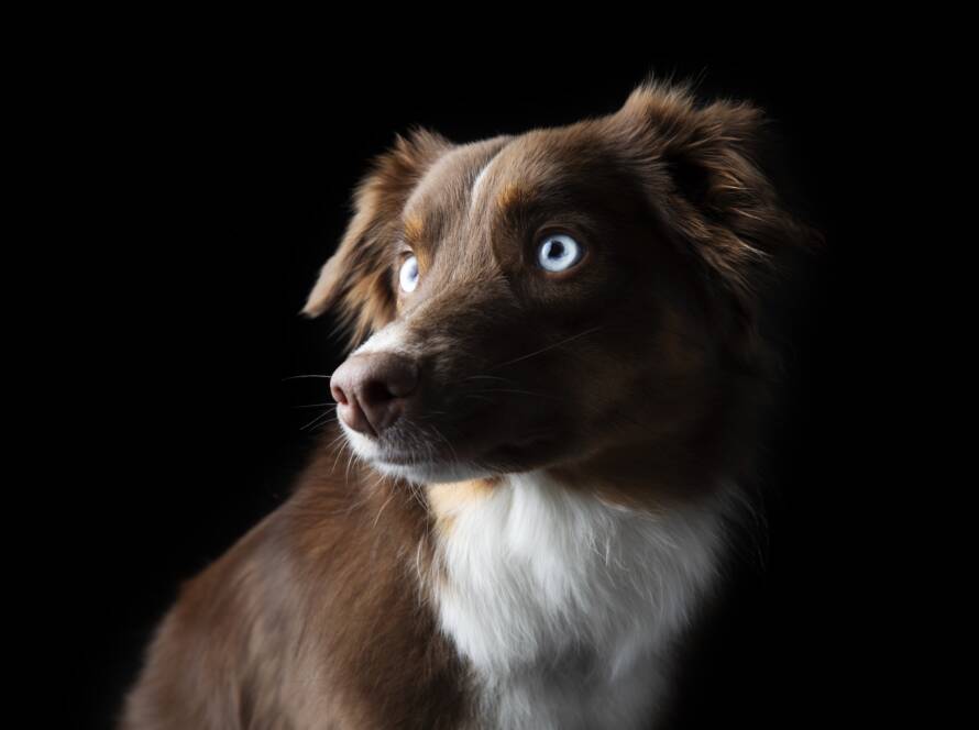 Beautiful Red Tri Aussie with Blue Eyes