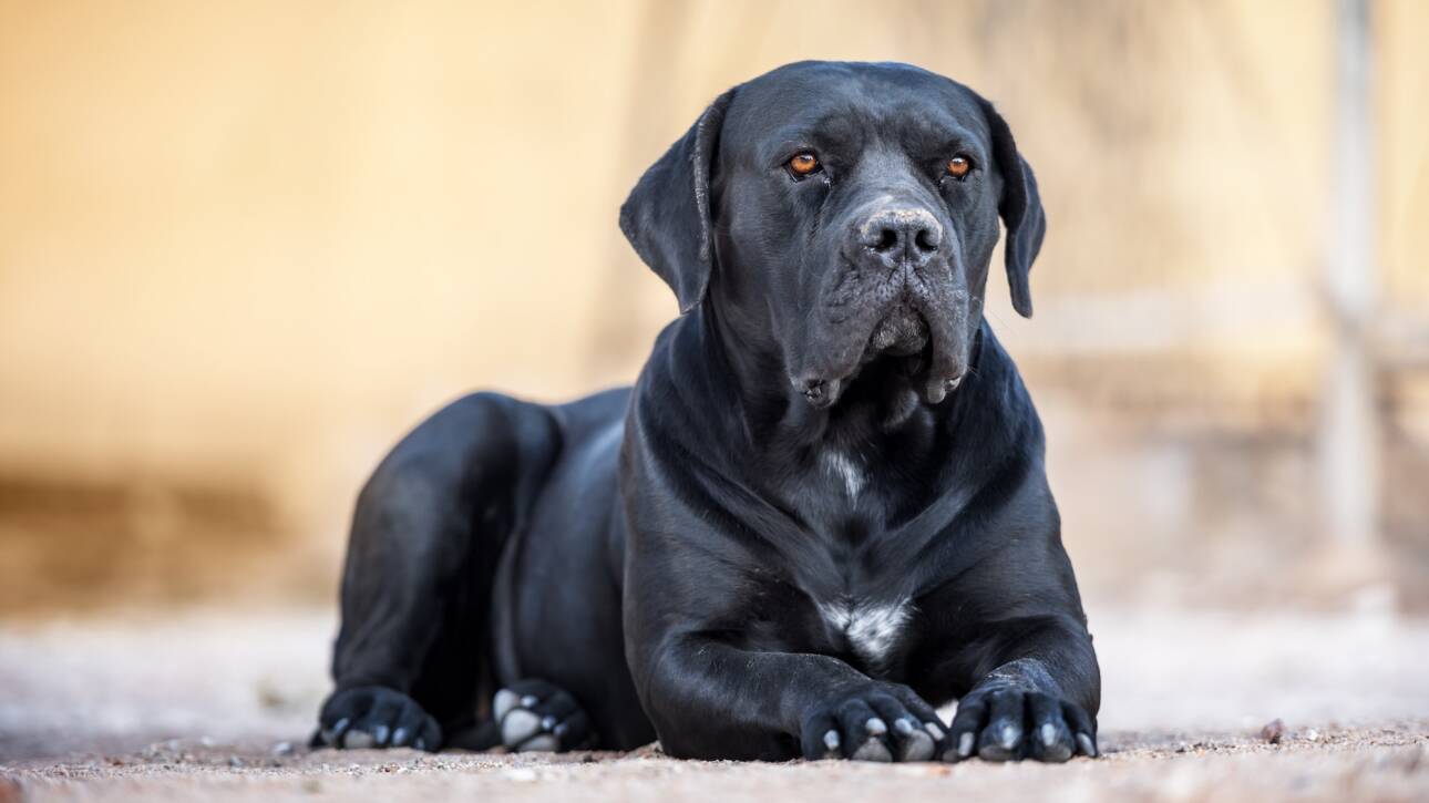 Black dog breed Cane Corso lies on the ground