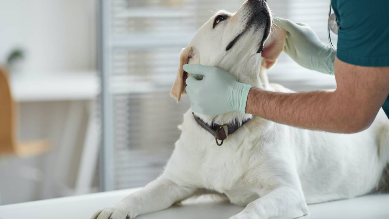 Caring Veterinarian Examining Dog at Vet Clinic
