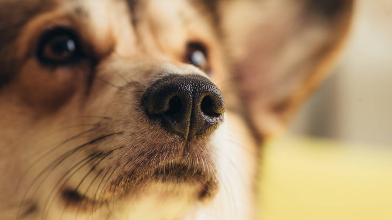close up of nose of cute welsh corgi dog