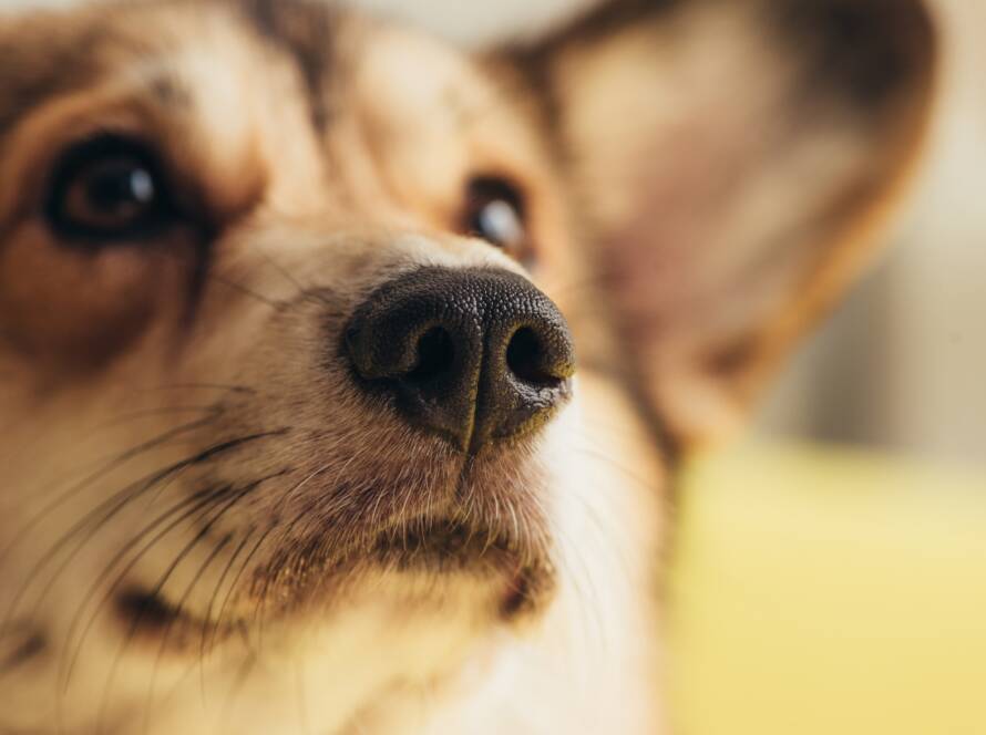 close up of nose of cute welsh corgi dog