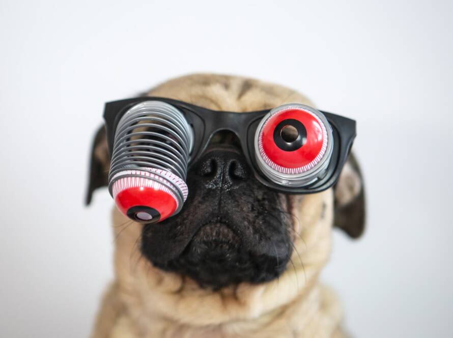 Cute pug dog wearing googly joke eye glasses