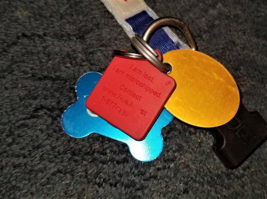 Dog Tags! Dog Collar with Identification Tags for Reuniting Lost Pets!
