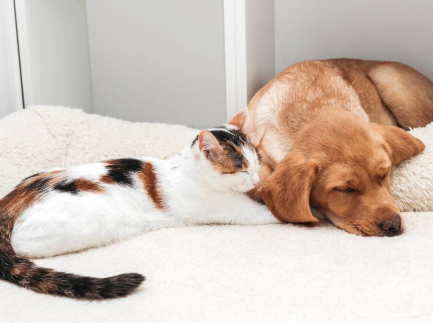 friendship between cats and dogs