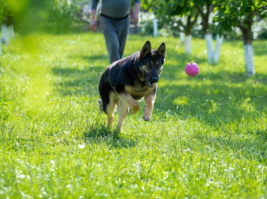 German shepherd dog playing with a toy on the grass