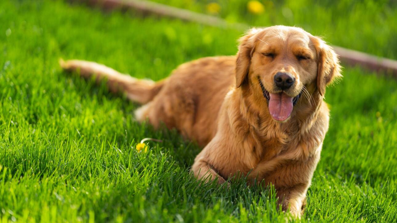Happy golden retriever dog sitting on a green grass