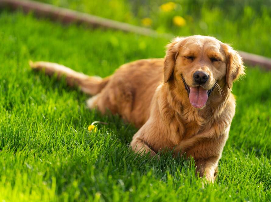 Happy golden retriever dog sitting on a green grass