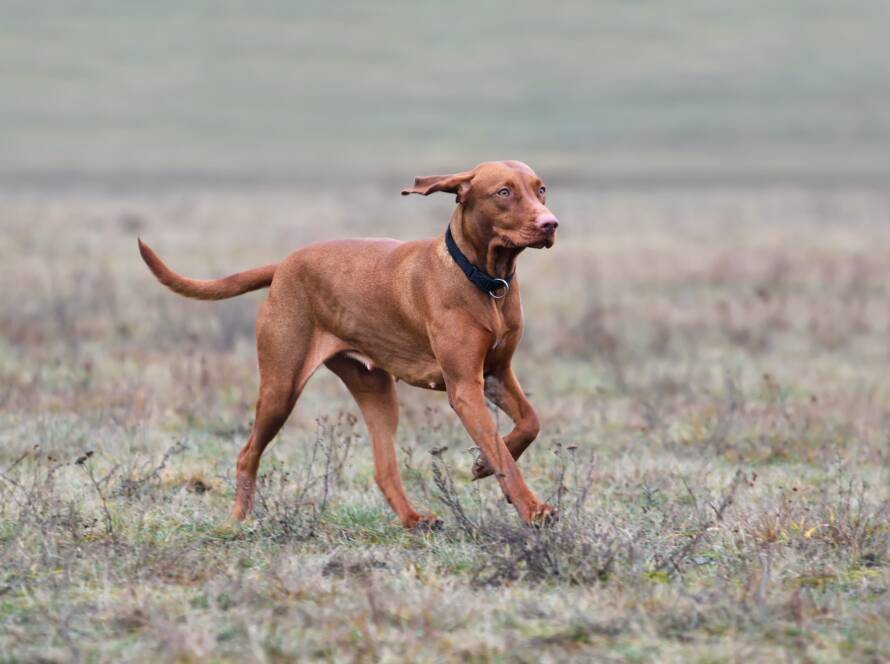 Hungarian Pointer
