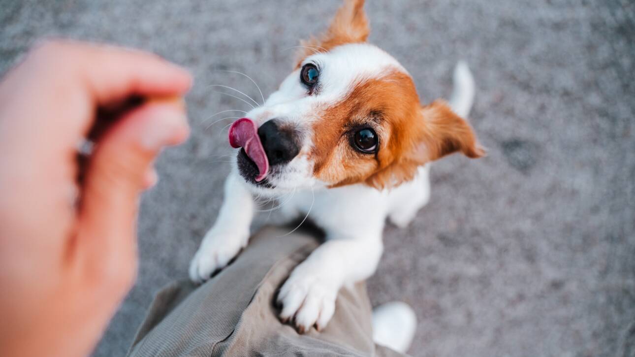 jack russell dog standing on two paws asking for treats to owner