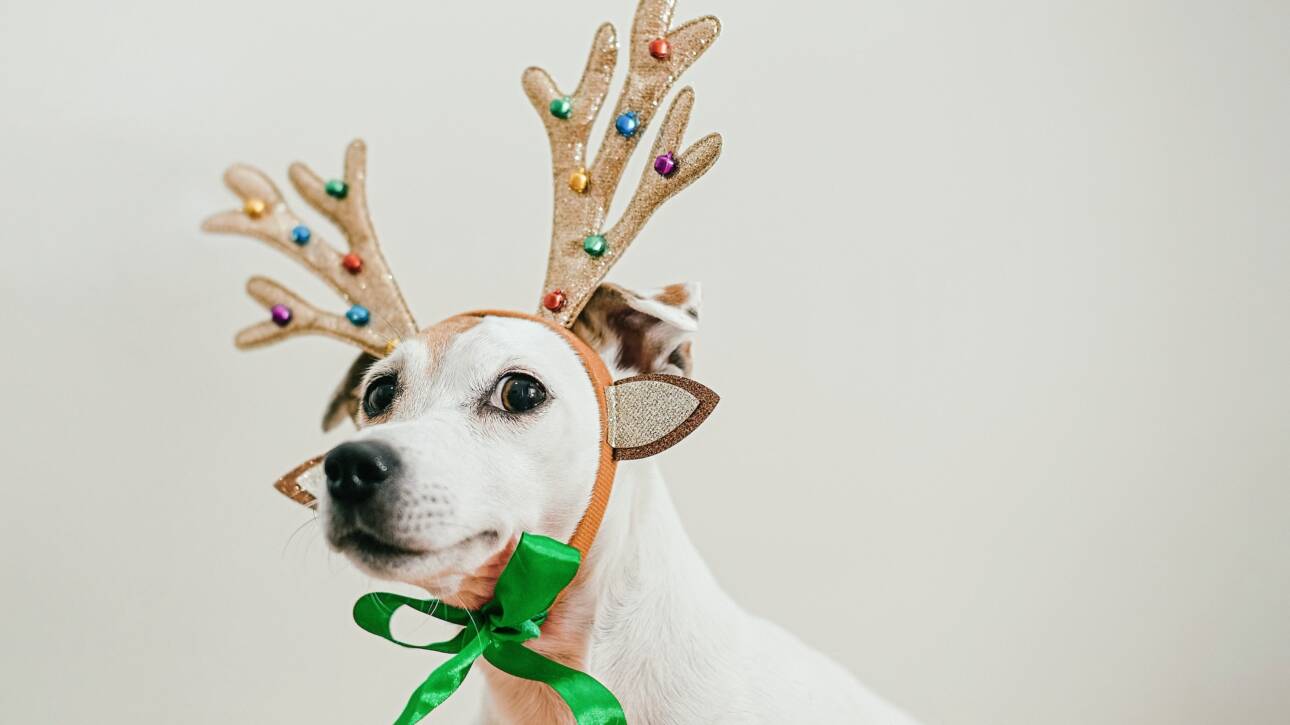 Portrait of a funny Christmas dog with deer horns and a squinting look