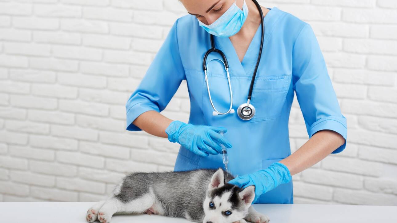 Puppy husky with blue eyes in modern vet clinic