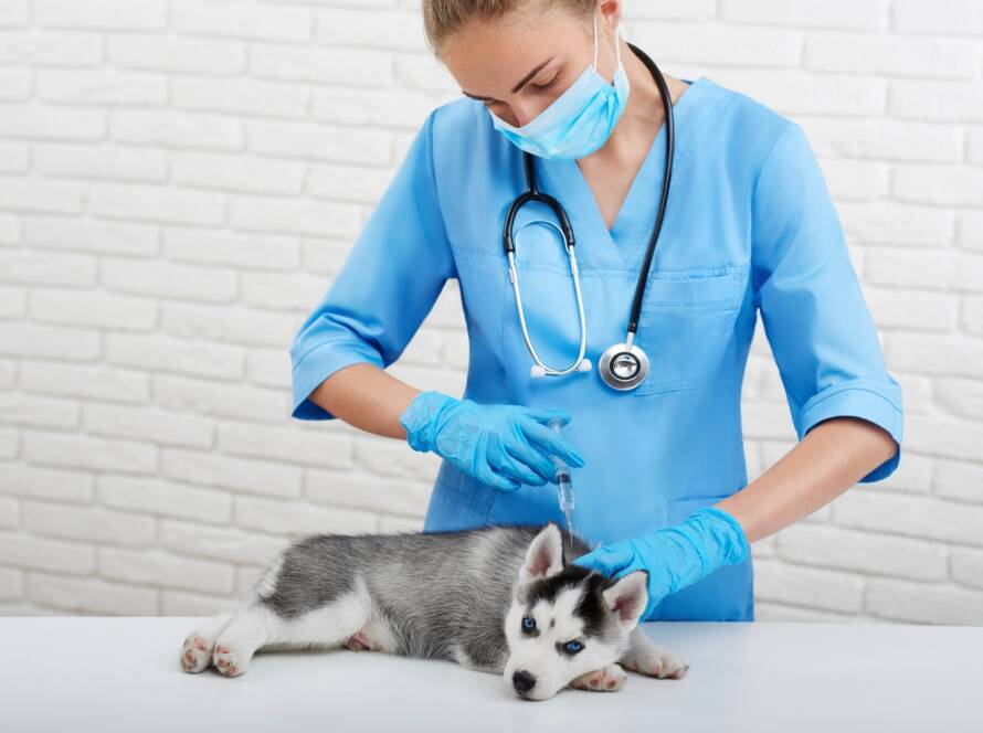 Puppy husky with blue eyes in modern vet clinic