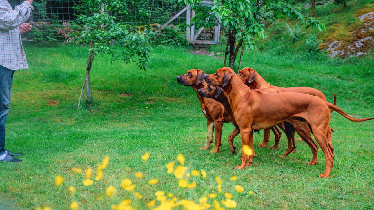 training a pack of four ridgeback dogs