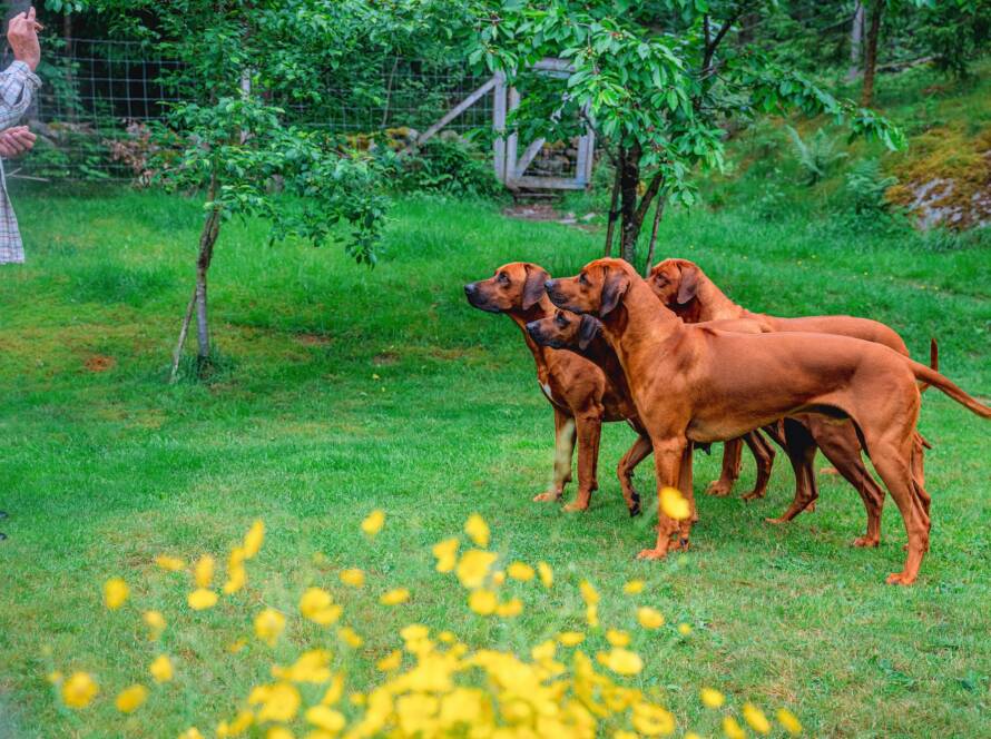 training a pack of four ridgeback dogs