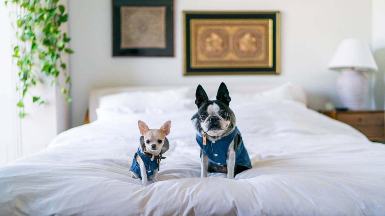 Two cute dogs dressed up in jean jackets sitting on bed.