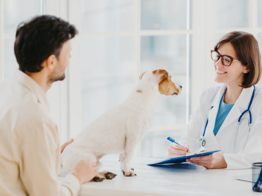 Vet checks pet in hospital, modern office, communicates with male host