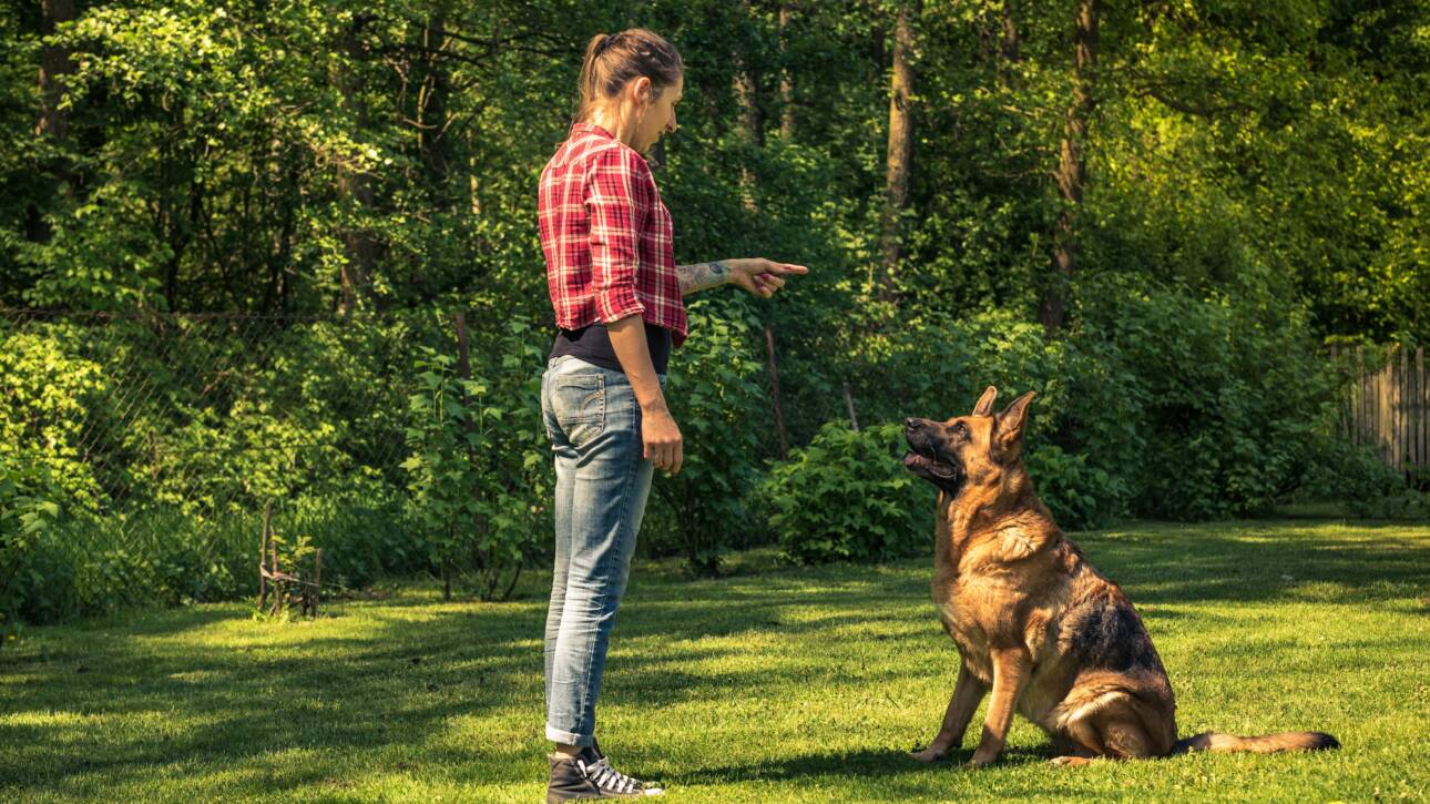 Young woman train german shepherd dog to sit