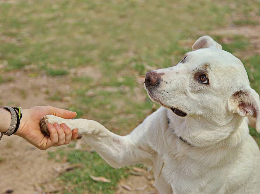 איך ללמד את הכלב לתת יד?